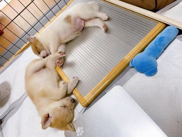 眠るクーちゃん、ボーくん