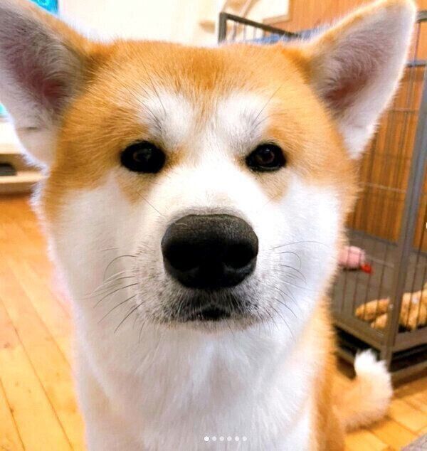 見つめるよたろうくん