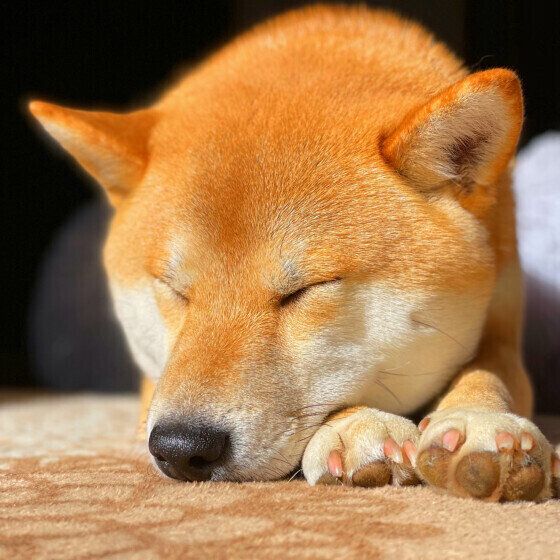 柴のこむぎちゃん