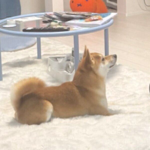 目の前を見つめるわさびくん