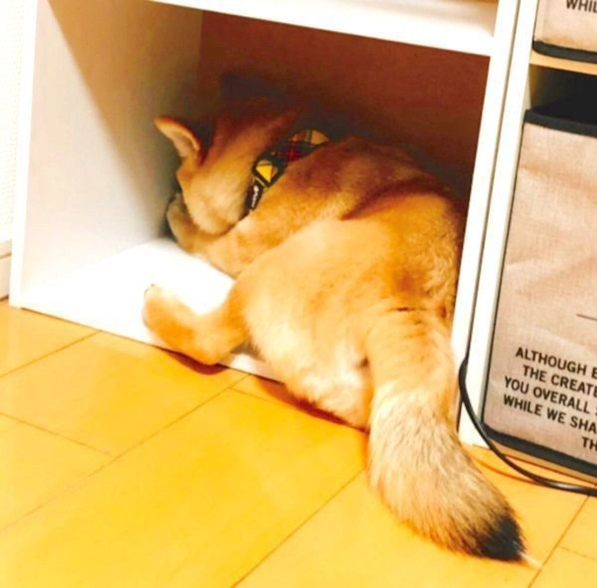 カーテンの裏に半日も 柴犬が すねちゃった理由 が可愛いすぎる いぬのきもちweb Magazine カーテンの裏に半日も 柴犬が すねちゃった理由 が可愛いすぎる いぬのきもちweb Magazine