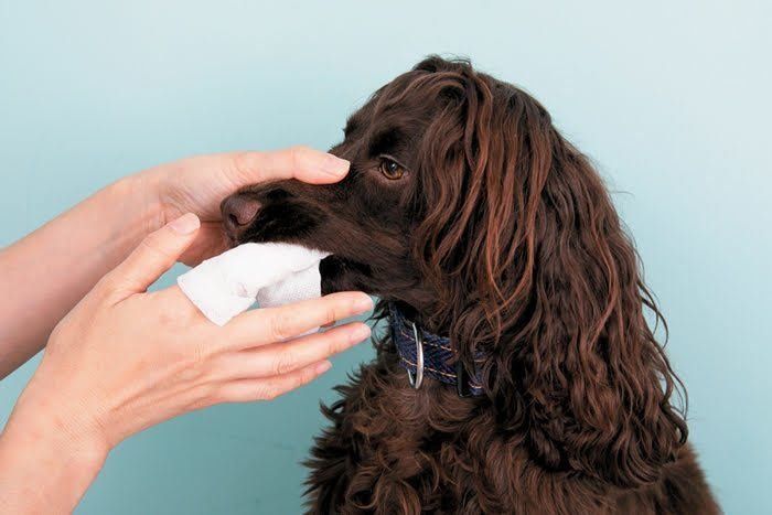 歯みがきシートの使い方