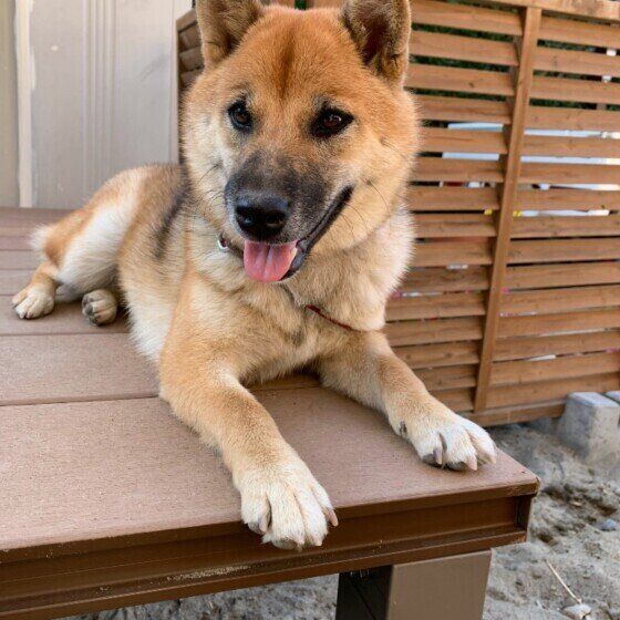 新しい場所に引っ越した柴のさくらちゃん