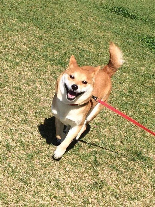 ぶちょーちゃん