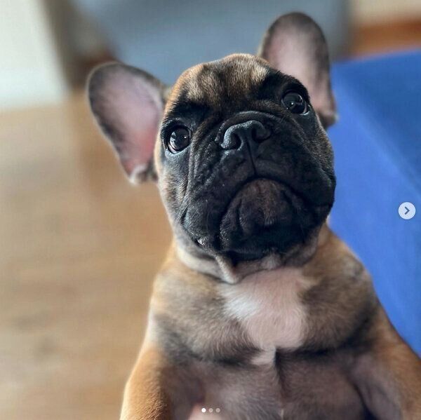 見つめるシャルルくん