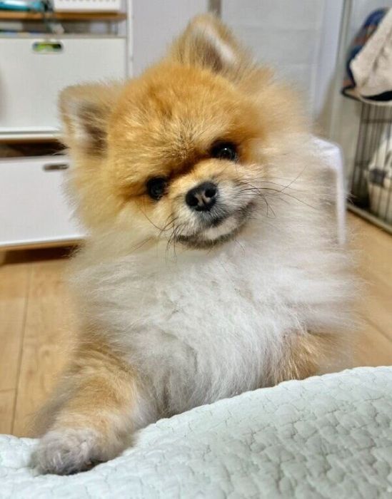 カメラ目線で可愛いポーズをする秋田くん