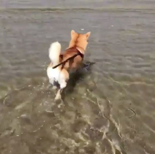 海で遊ぶ柴犬