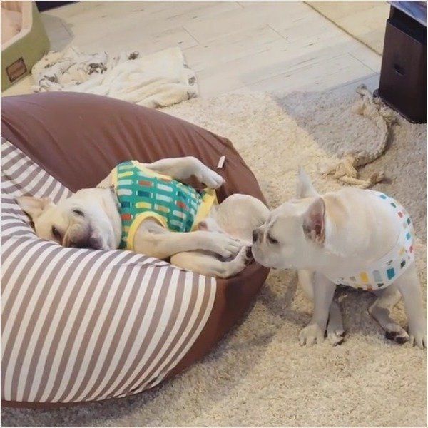 フレンチ・ブルドッグ