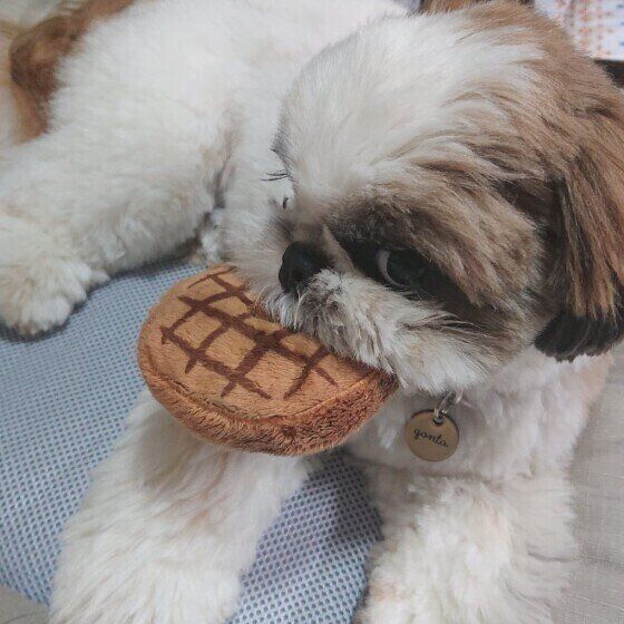 おもちゃで遊ぶシー・ズー