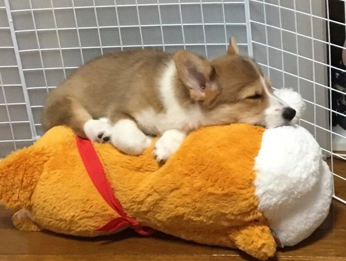 ぬいぐるみの上で眠るせこむちゃん