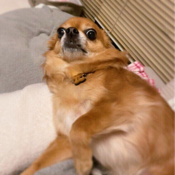 驚くチワワ