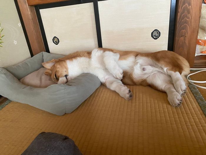 気持ちよさそうに眠るテトくん