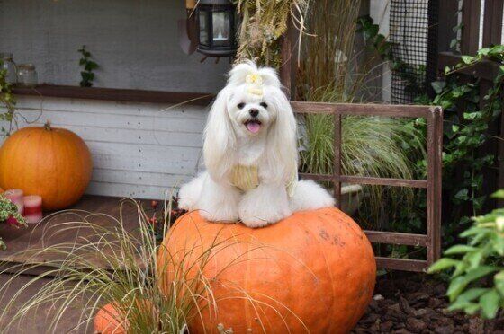 大きなオレンジ色のかぼちゃの上に載った白い犬