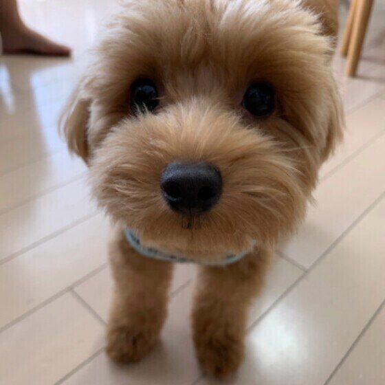 見つめる犬