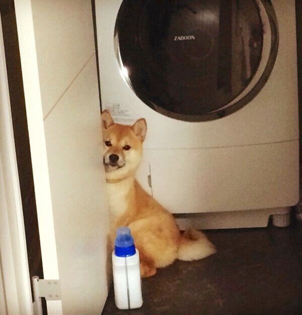 超絶人見知り発動中の定春くん