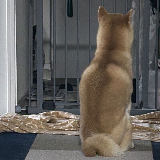 柴のそらちゃん