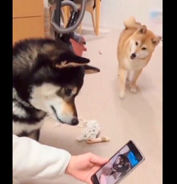 首をかしげるふうちゃん、りんくん