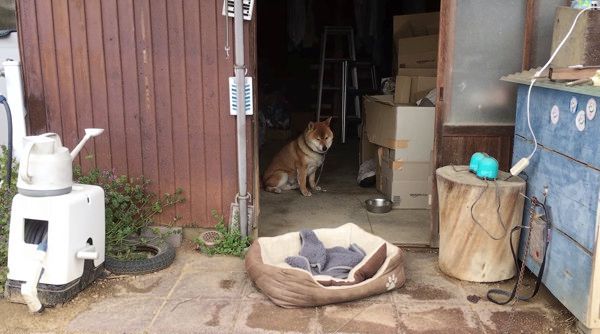 挙動不審になってしまう柴犬