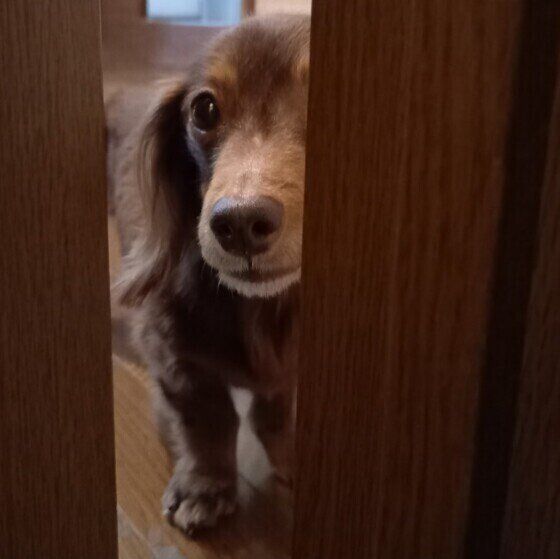 ミニチュア・ダックスフンドのキティちゃん