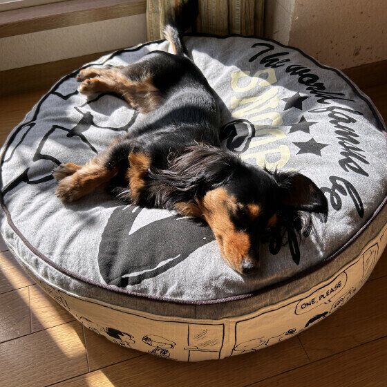 日向ぼっこを楽しむチョコちゃん