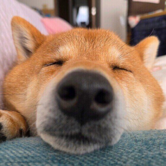 ソファーで眠る柴犬