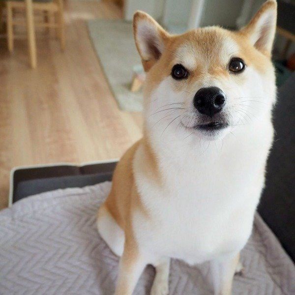 お皿を守る柴犬