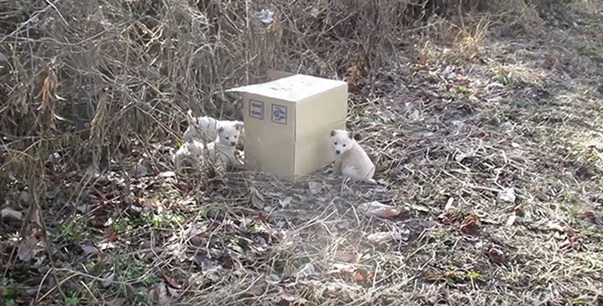 道端に捨てられた子犬のきょうだい 胸が締め付けられる光景に なにを思う いぬのきもちweb Magazine 道端に捨てられた子犬のきょうだい 胸が締め付けられる光景に なにを思う いぬのきもちweb Magazine