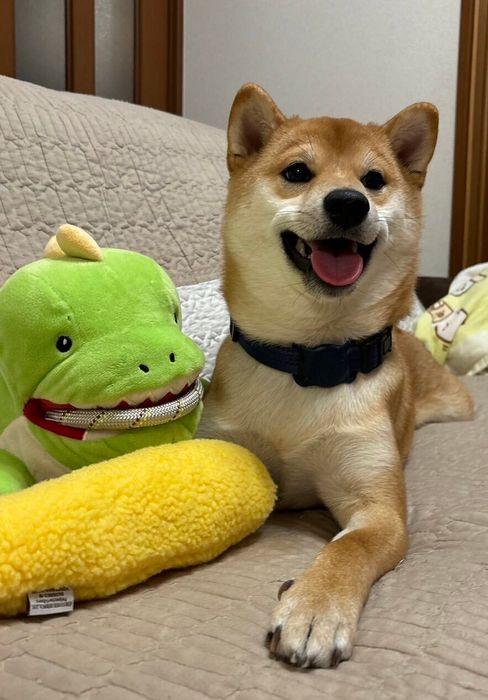 ぬいぐるみと一緒に写る柴犬