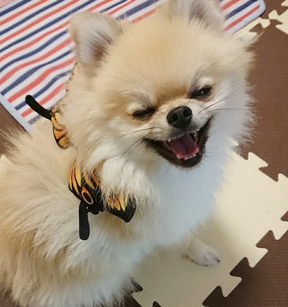 蝶の飾りをつけてご機嫌のポメラニアンるるちゃん