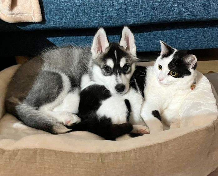 くっつくロベルタちゃん、先住猫・ミシェルちゃん