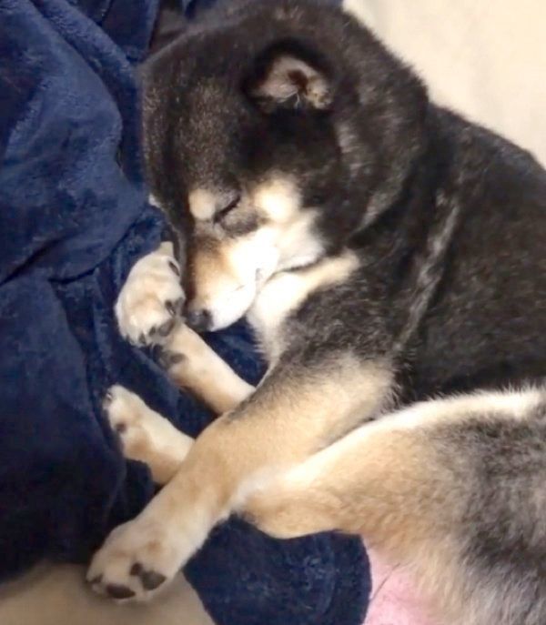 気持ちよさそうに眠る吾子ちゃん