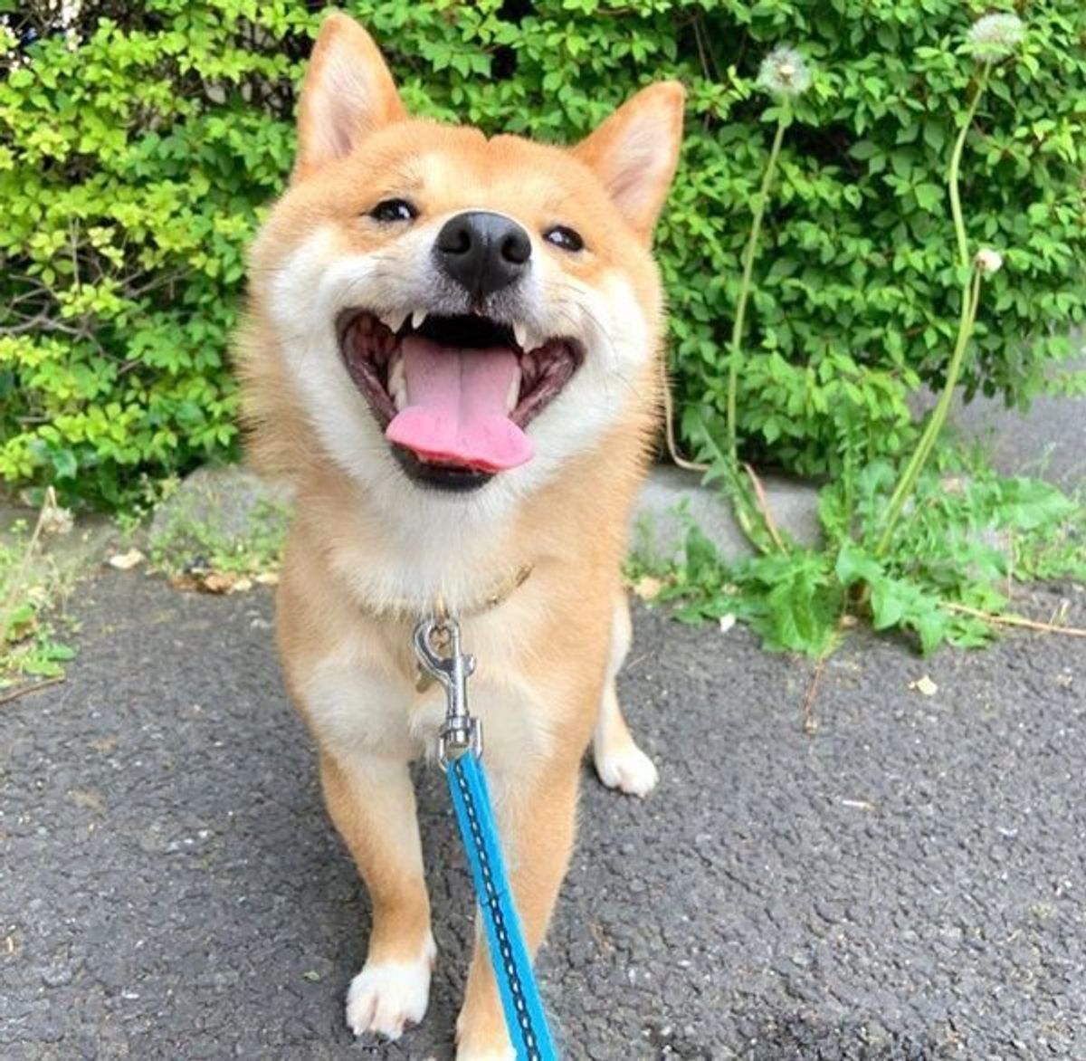 私は褒められて伸びるタイプです 豆柴の可愛すぎる姿に悶絶 いぬのきもちweb Magazine 私は褒められて伸びるタイプです 豆柴の可愛すぎる姿に悶絶 いぬのきもちweb Magazine