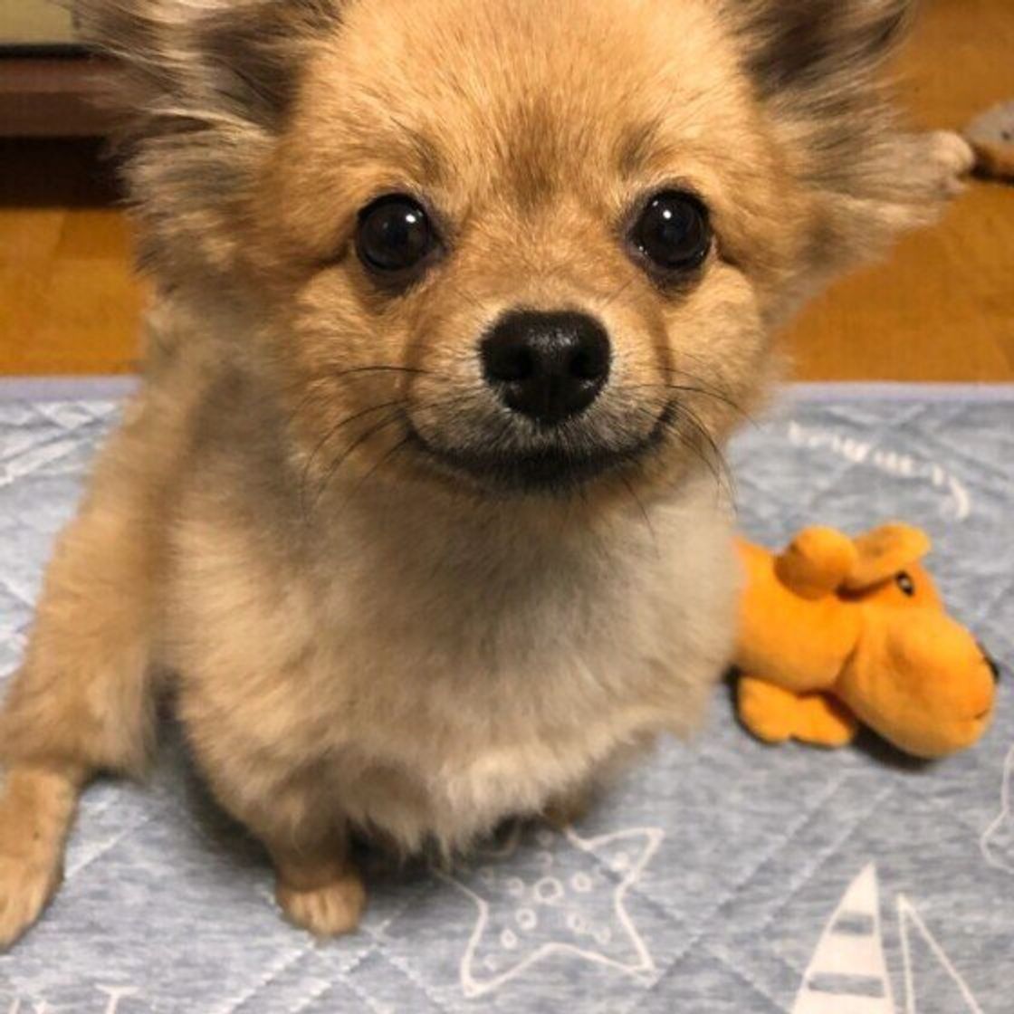 犬が なでられると喜ぶ のはなぜ 飼い主さん以外でも嬉しいのかどうか 獣医師が解説 いぬのきもちweb Magazine 犬が なでられると喜ぶ のはなぜ 飼い主さん以外でも嬉しいのかどうか 獣医師が解説 いぬのきもちweb Magazine