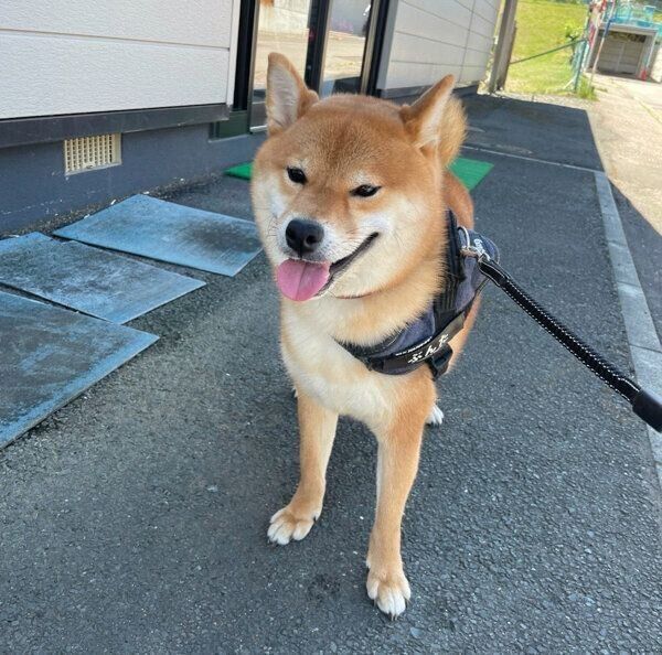 散歩をする文太くん