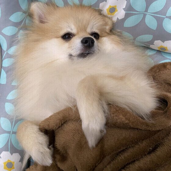 ポメラニアンのモナちゃん