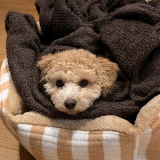毛布にくるまるトイ・プードルのハロちゃん