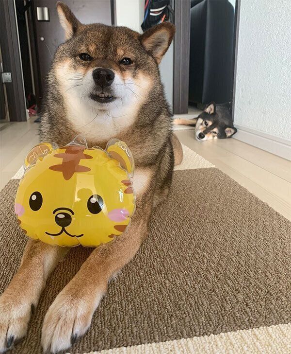 見つめる花ちゃんとあずきちゃん