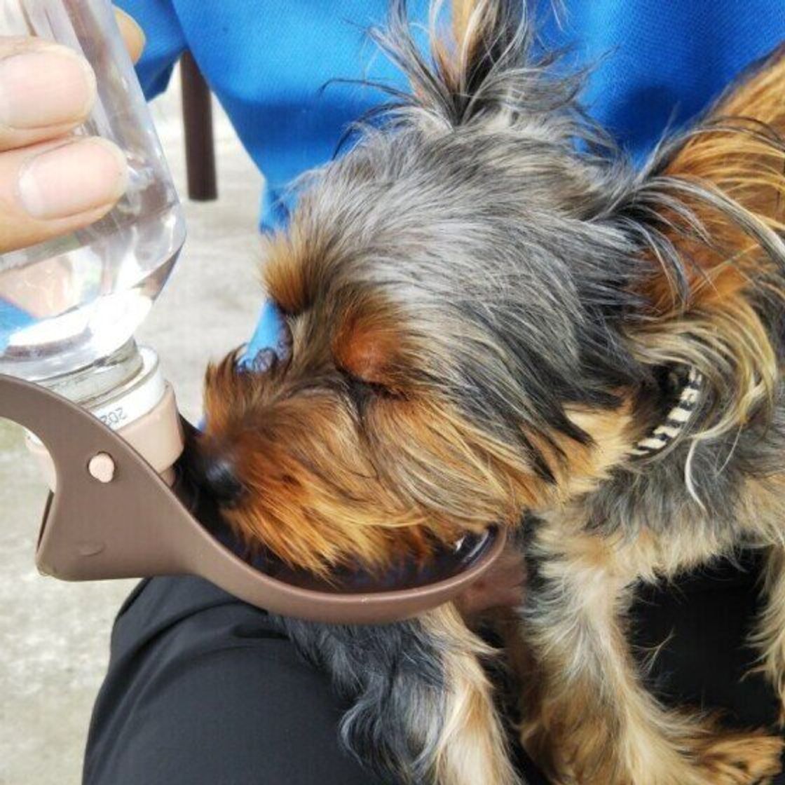 獣医師監修 犬の水飲み容器 給水器 の種類や選び方 タイプ別人気ランキングも いぬのきもちweb Magazine 獣医師監修 犬の水飲み容器 給水器 の種類や選び方 タイプ別人気ランキングも いぬのきもちweb Magazine
