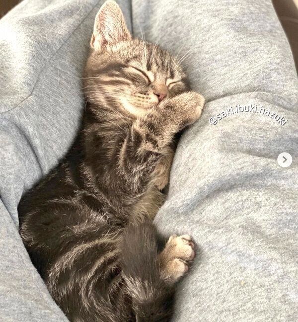 気持ちよさそうに眠るキキくん