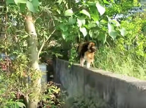 猫先輩に遭遇したワンコ