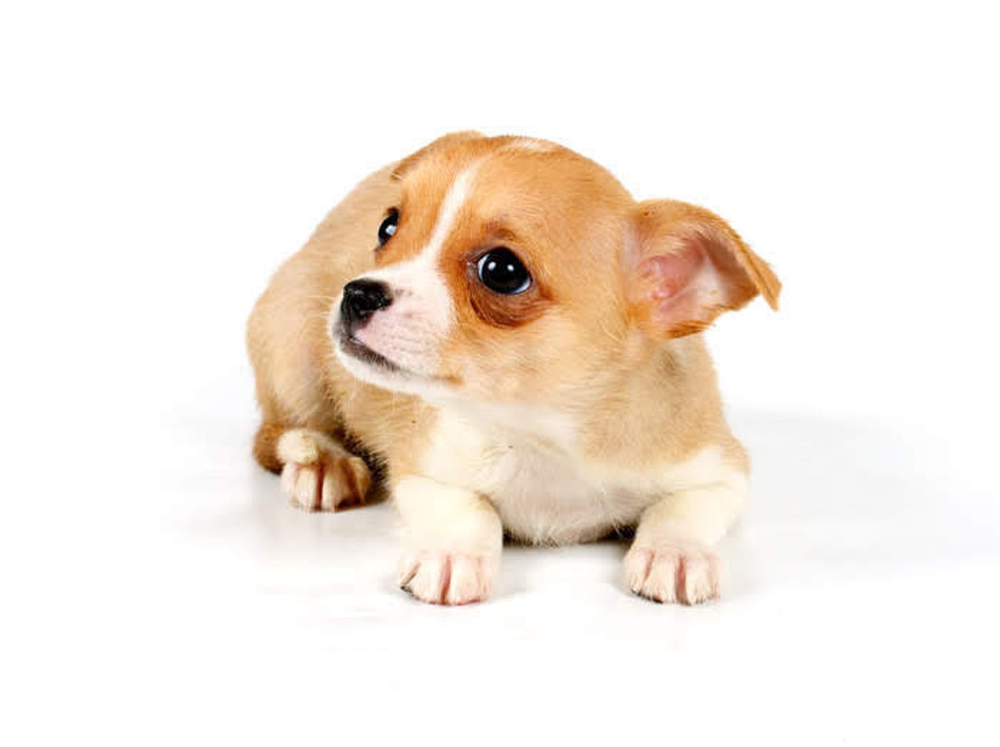 犬が食べると キケン な野菜類 果物類まとめ 食べたときの対処法 いぬのきもちweb Magazine 犬が食べると キケン な野菜類 果物類まとめ 食べたときの対処法 いぬのきもちweb Magazine