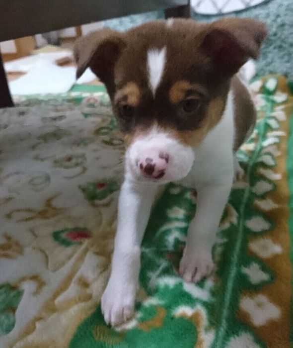 お迎え直後の犬