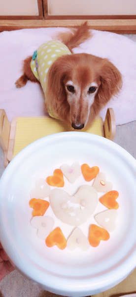 犬に野菜を与える際の注意点「春が旬のキャベツ・じゃがいも編」