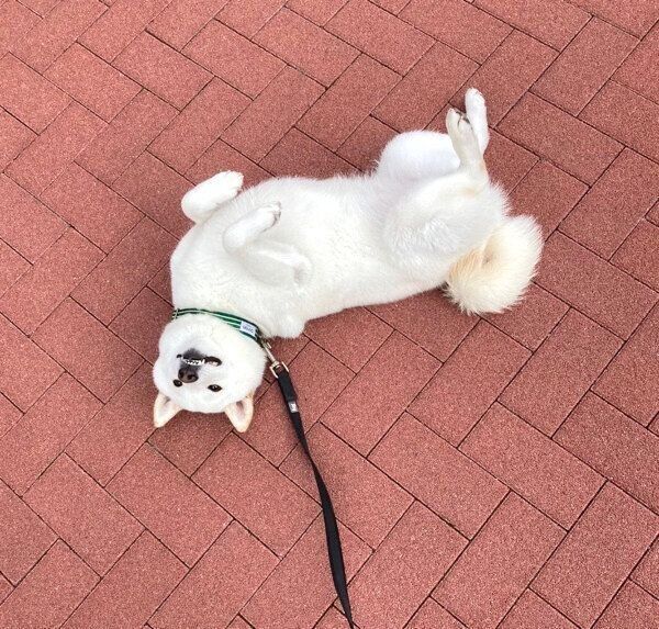 お散歩拒否するゆきみちゃん