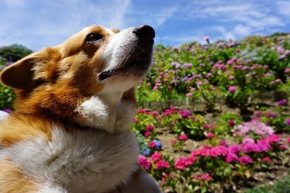 画像つき コーギーのしっぽが切られる理由や時期 考え方について いぬのきもちweb Magazine 画像つき コーギーのしっぽが切られる理由や時期 考え方について いぬのきもちweb Magazine