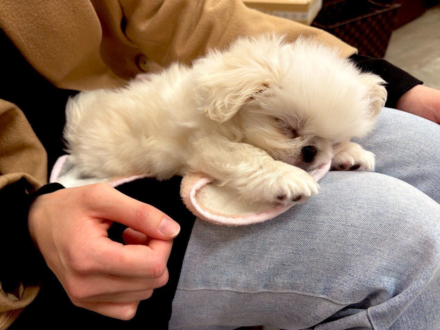 初めてぺたろーくんを抱っこしたときの様子