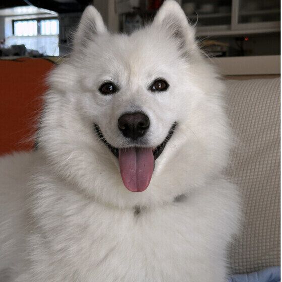 サモエドのもふおくん