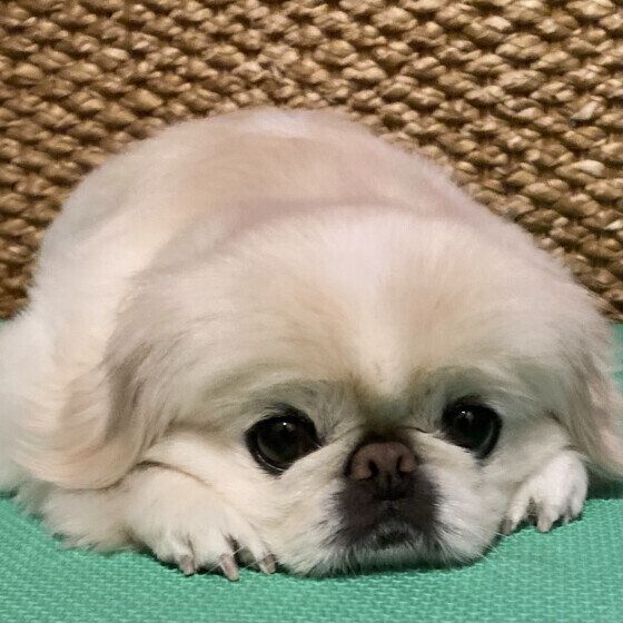 ペキニーズのペー子ちゃん