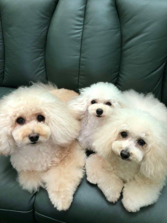 ここあちゃん＆みるくちゃん＆てぃのちゃん