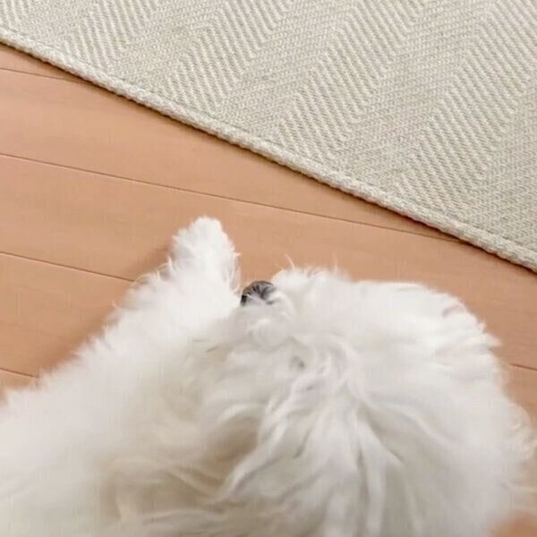 床に寝そべるわむうくん